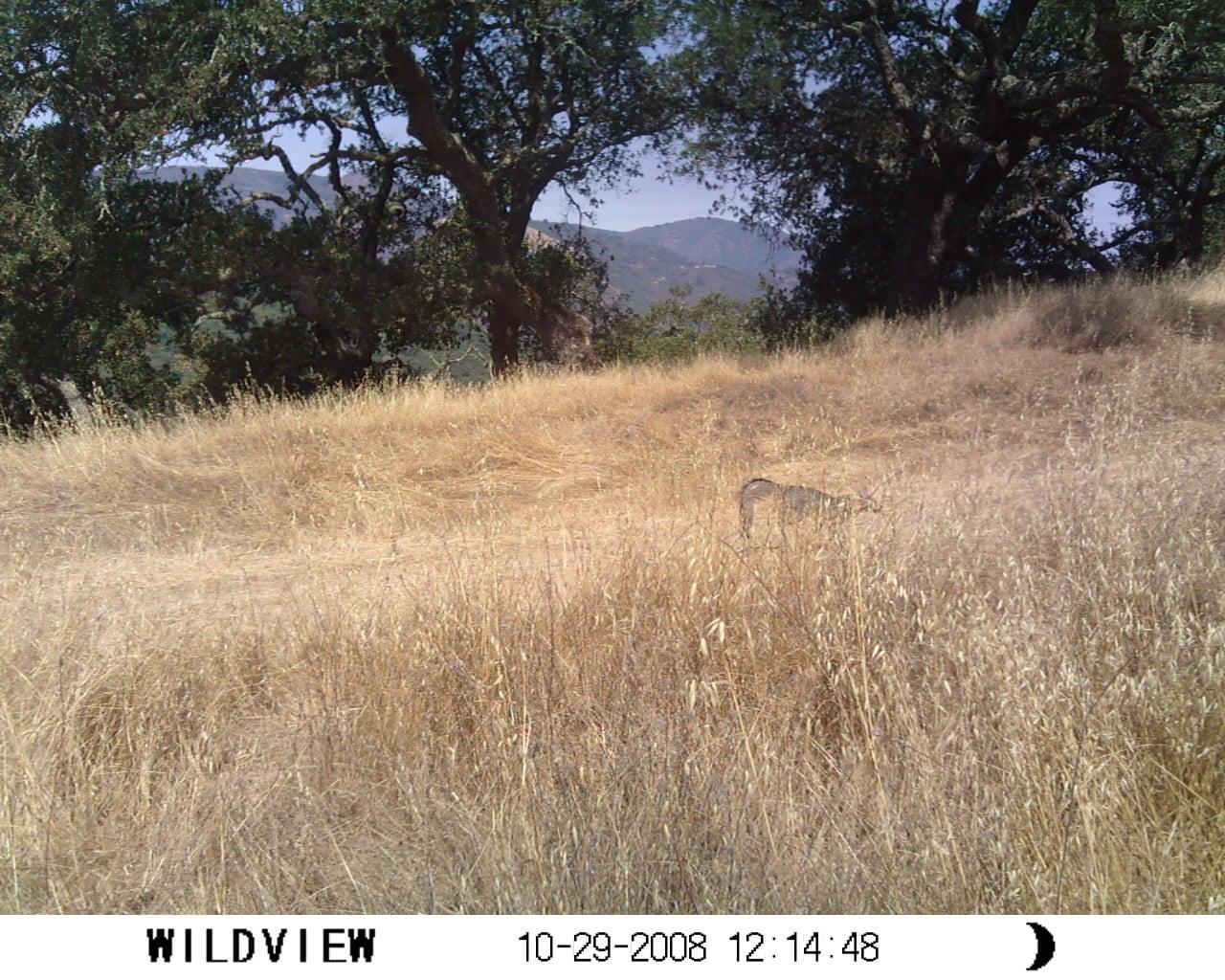 0 0 Via Vespero, San Jose, California 95120, ,Land,For Sale,0 0 Via Vespero,ML81985697