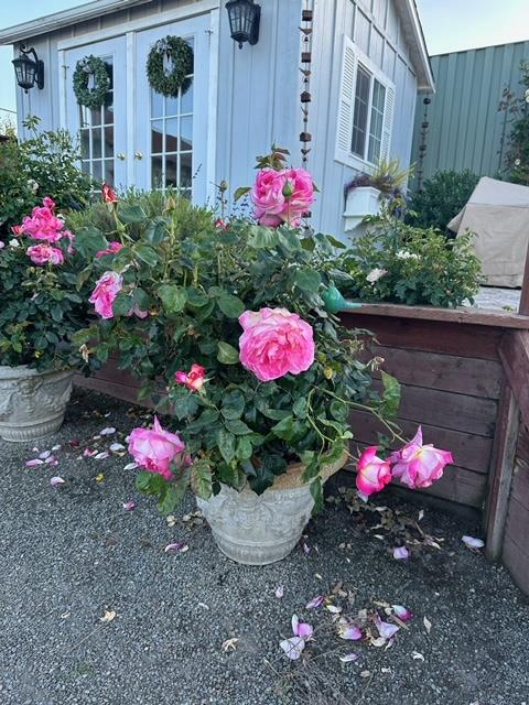 Detail Gallery Image 17 of 19 For 1537 School Rd, San Juan Bautista,  CA 95045 - – Beds | – Baths