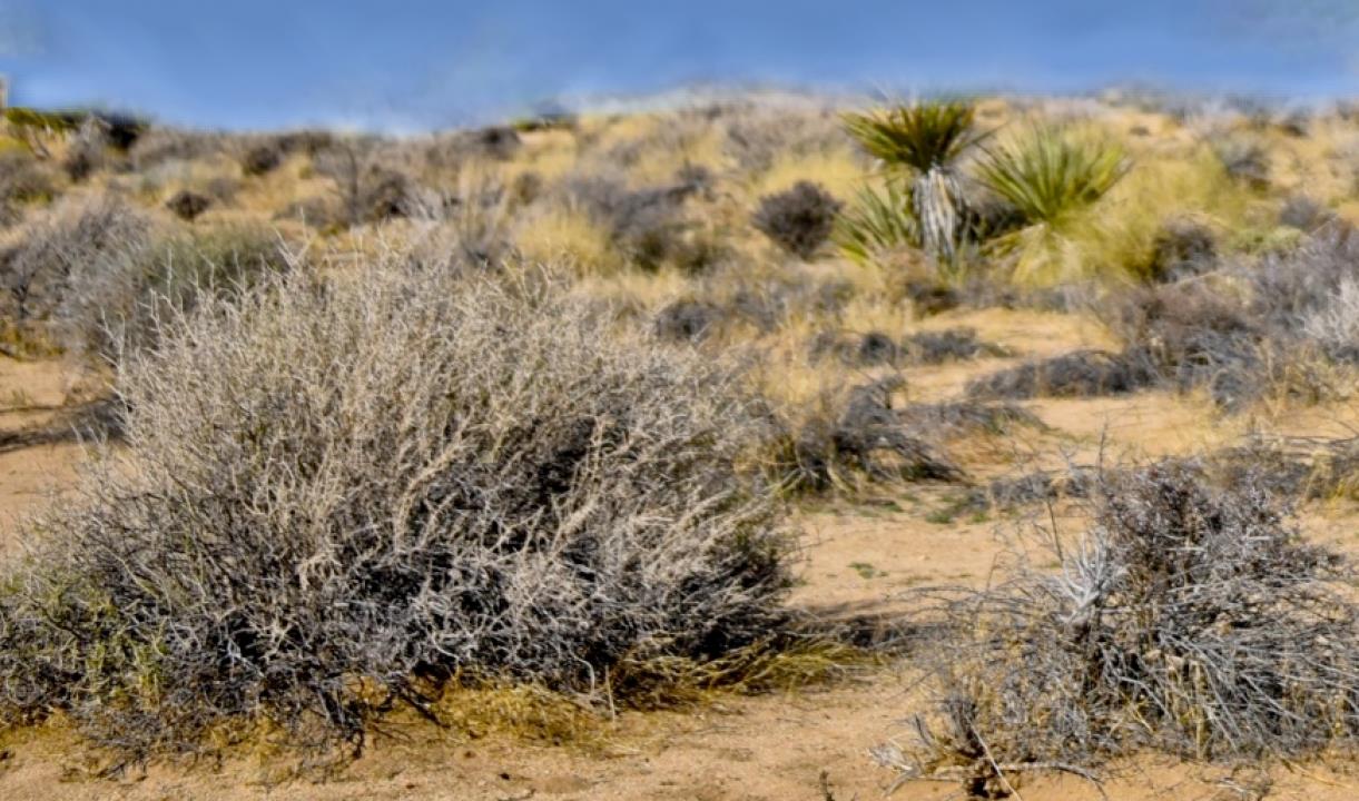 Detail Gallery Image 1 of 5 For 0 Campanula St, Joshua Tree,  CA 92252 - – Beds | – Baths