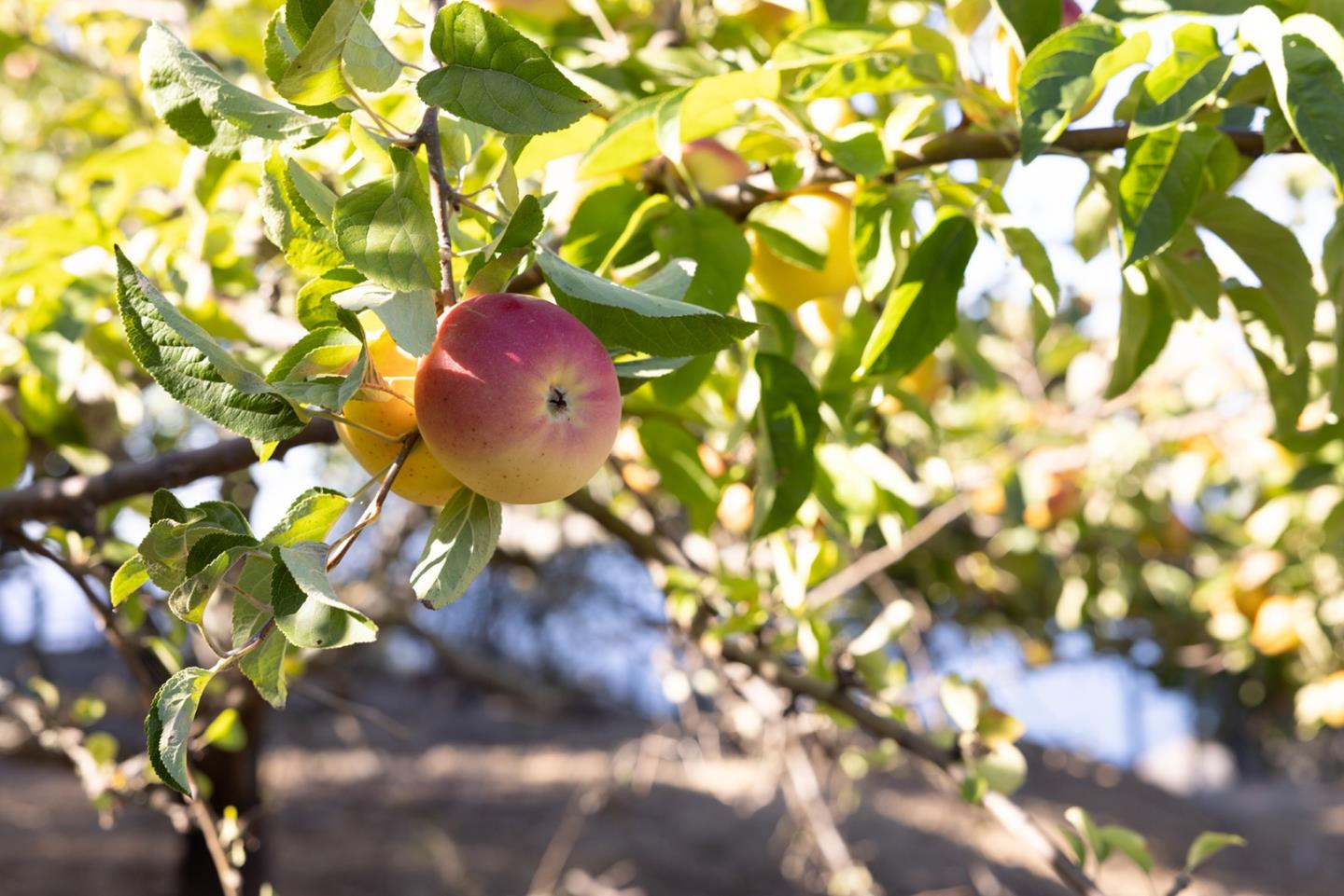 47320 Highway 1, Big Sur, CA, 93920