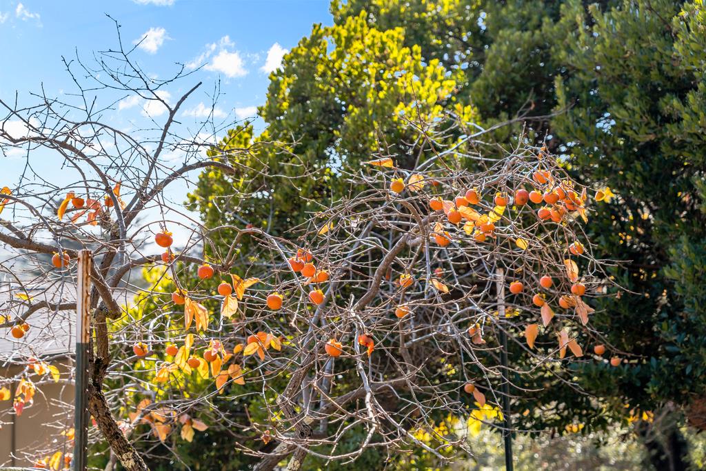 Detail Gallery Image 64 of 66 For 3765 Old Pilkington Rd, Santa Cruz,  CA 95060 - 4 Beds | 2/1 Baths