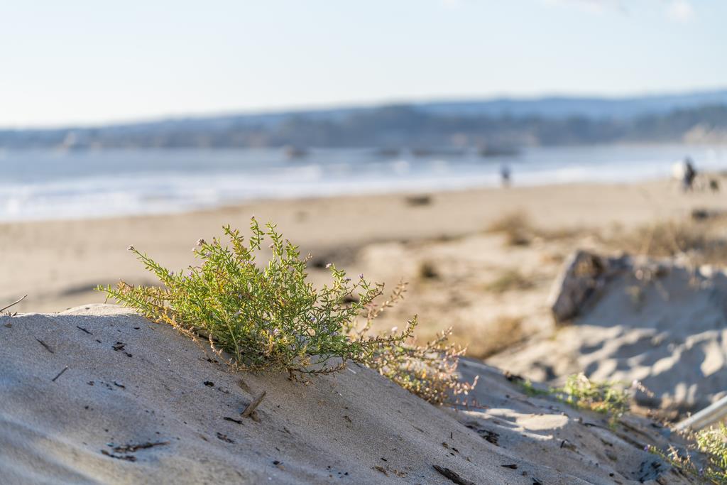 Detail Gallery Image 45 of 56 For 335 Beach Dr, Aptos,  CA 95003 - 3 Beds | 3 Baths