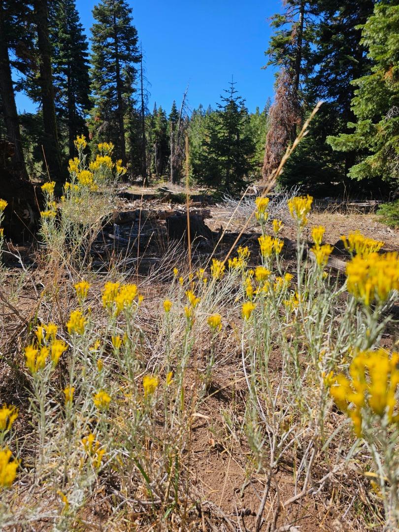 0 Prospect Road, Alturas, California 96101, ,Land,For Sale,0 Prospect Road,ML81987333