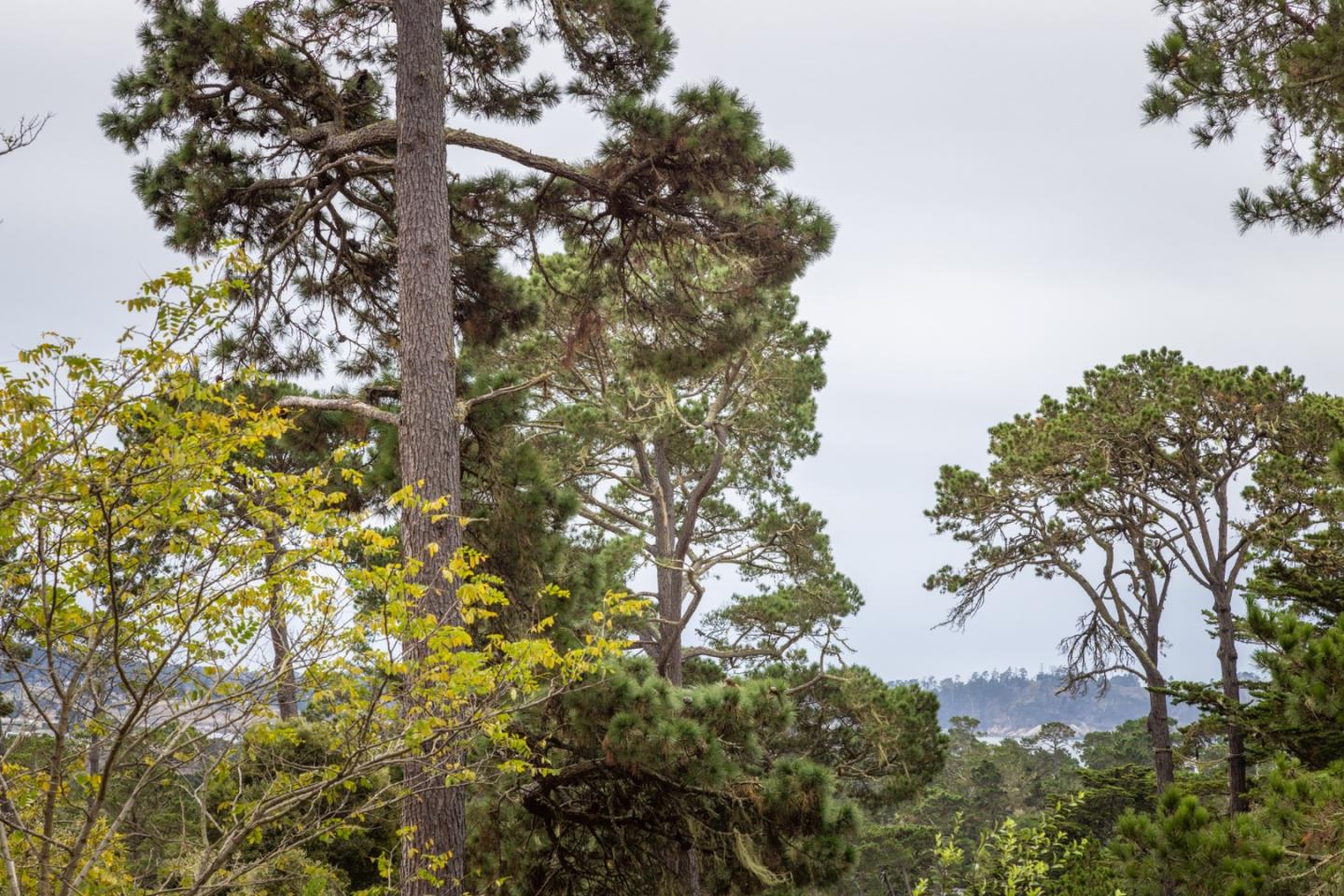 Detail Gallery Image 31 of 32 For 0 Ne Corner Guadalupe & Mountain View, Carmel,  CA 93921 - 3 Beds | 2/1 Baths