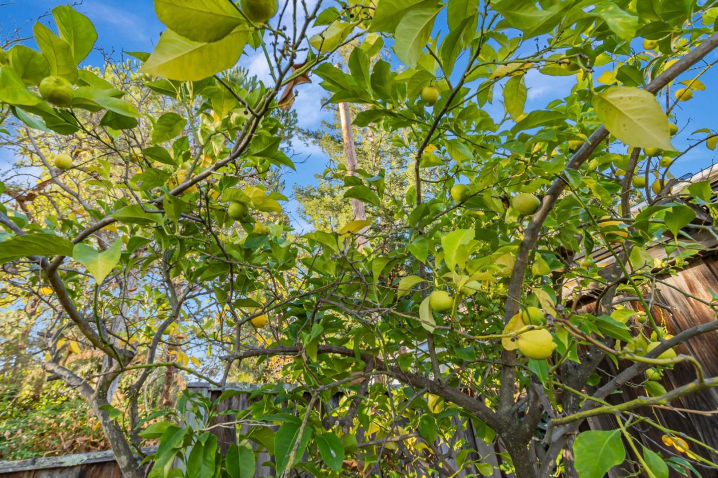 Detail Gallery Image 27 of 30 For 19 Mariposa Ave, Los Gatos,  CA 95030 - 2 Beds | 1 Baths