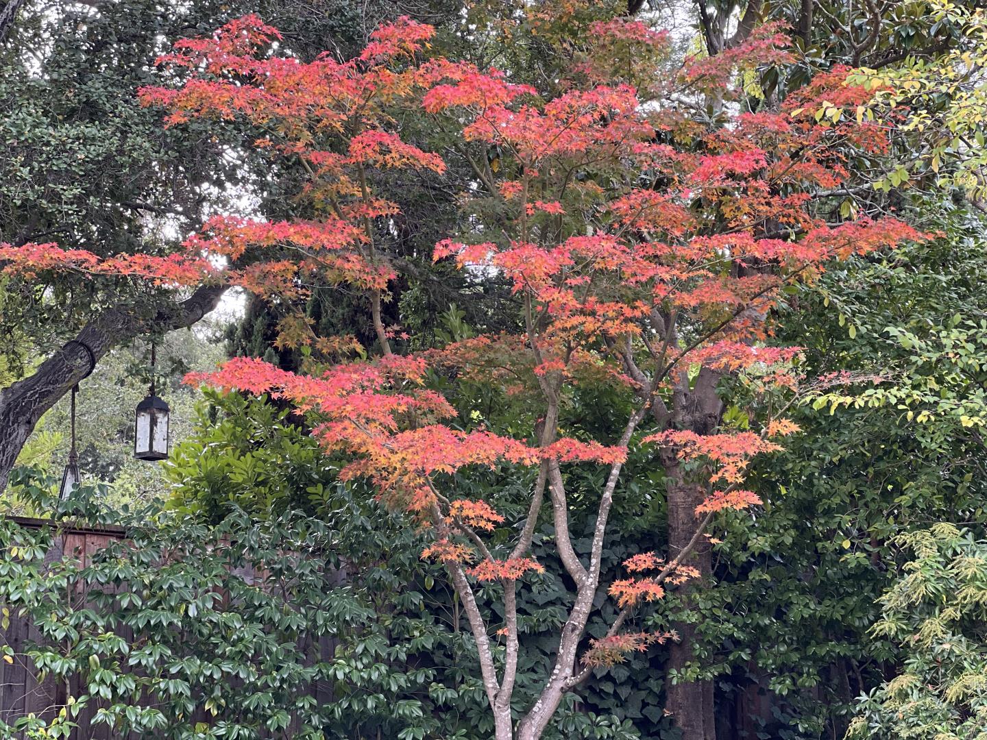 Detail Gallery Image 25 of 40 For 425 Dorchester Rd, San Mateo,  CA 94402 - 3 Beds | 2/1 Baths