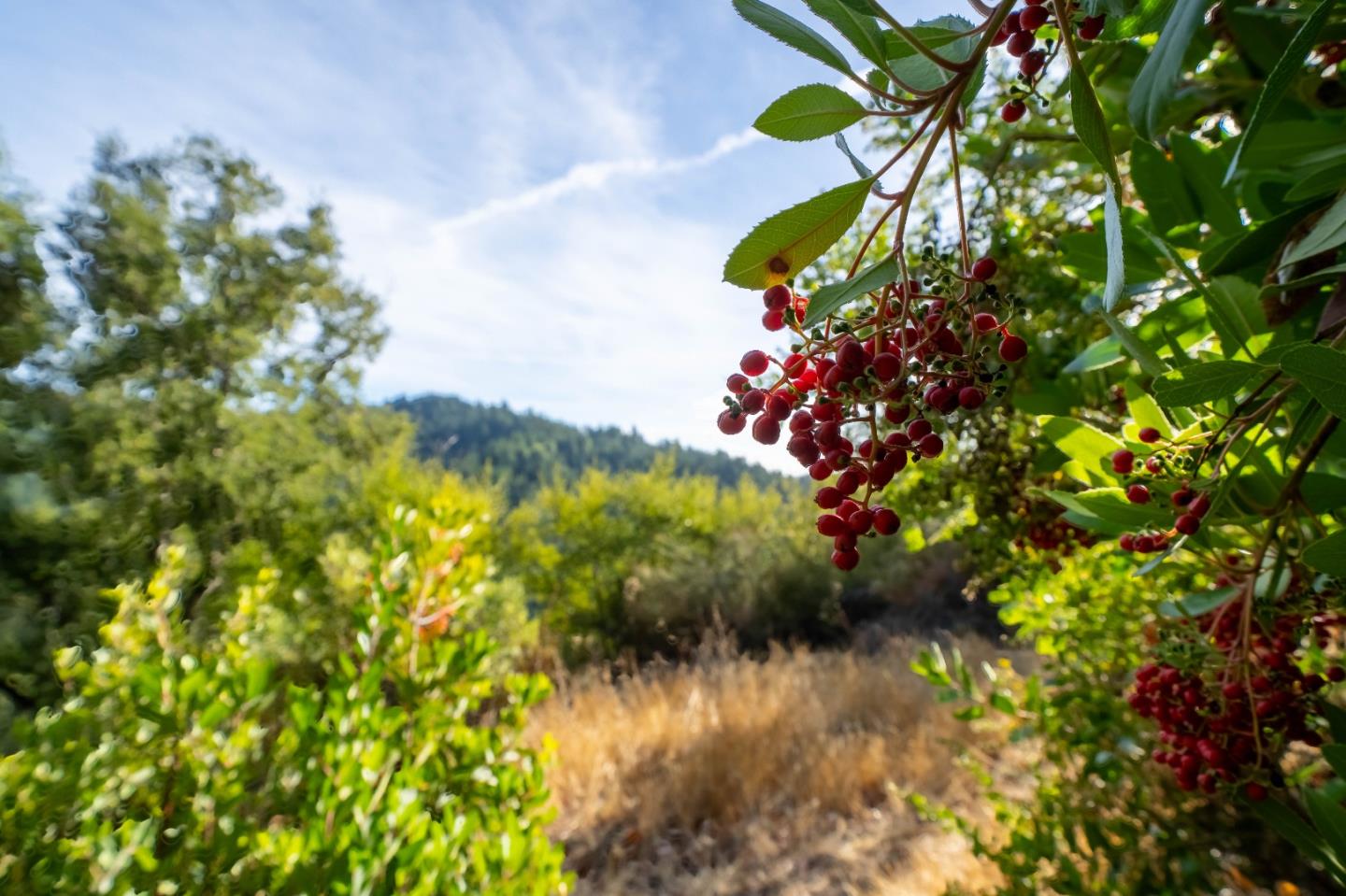 Detail Gallery Image 41 of 71 For 1301 Bear Creek Cyn, Boulder Creek,  CA 95006 - 3 Beds | 2 Baths