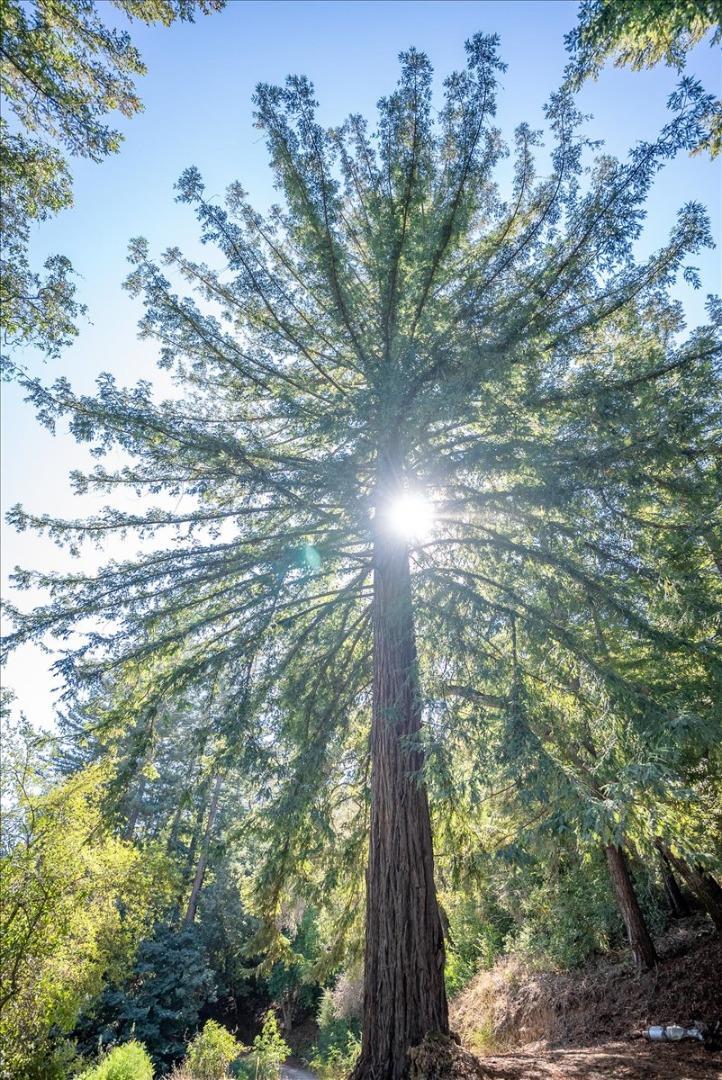 Detail Gallery Image 32 of 32 For 0 Whalebone Gulch, Boulder Creek,  CA 95006 - 1 Beds | 1 Baths