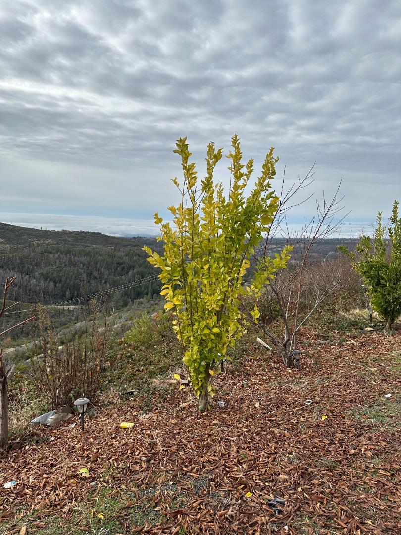 Detail Gallery Image 5 of 17 For 12115 Andy Mountain Rd, Oroville,  CA 95965 - 4 Beds | 2 Baths