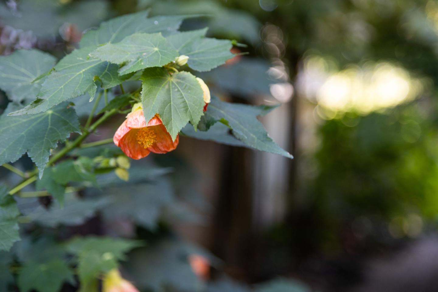 Detail Gallery Image 42 of 55 For 1040 Acacia St, Montara,  CA 94037 - 4 Beds | 2/1 Baths