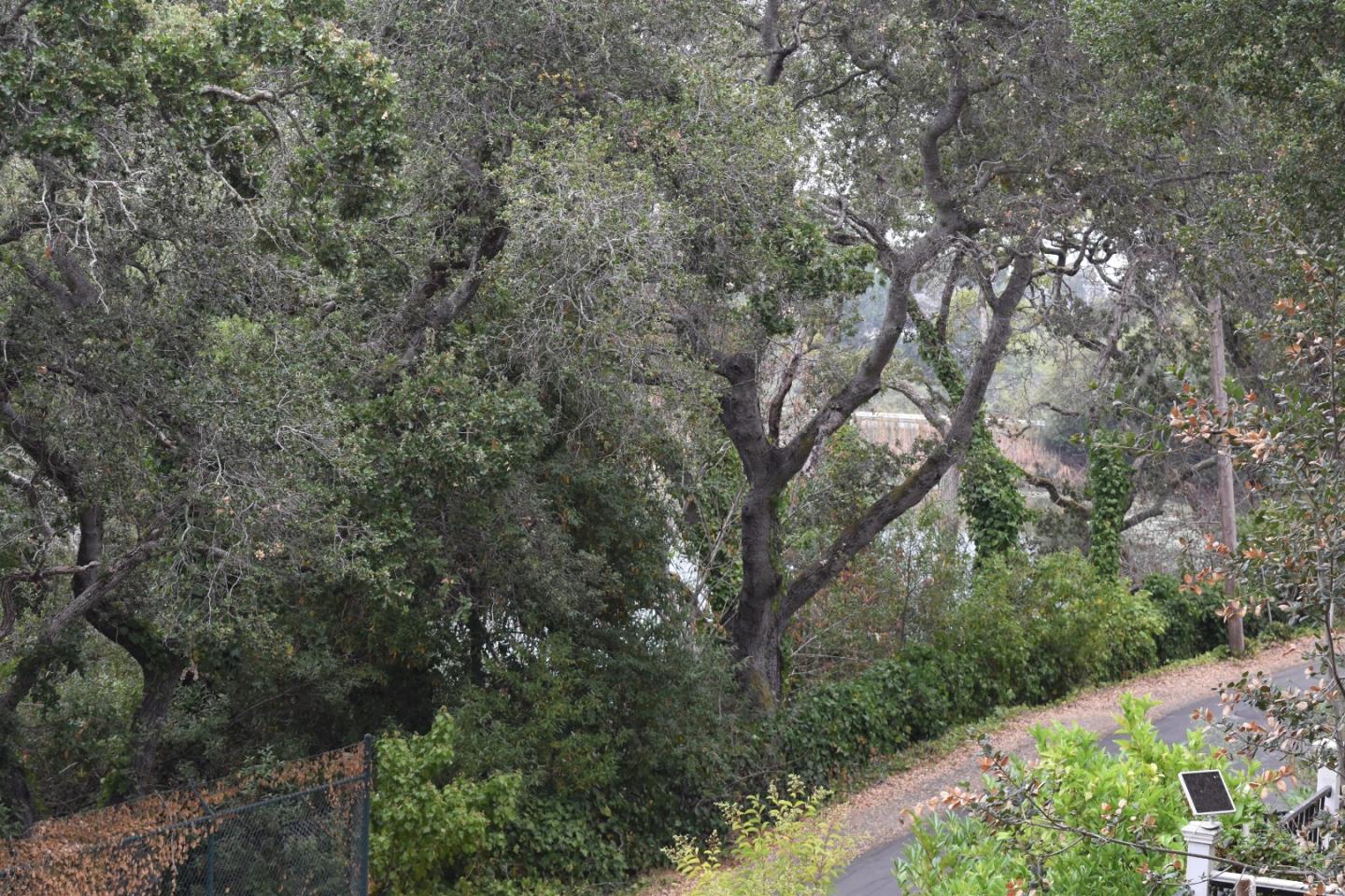Detail Gallery Image 28 of 29 For 535 Lake Blvd, Redwood City,  CA 94062 - 2 Beds | 2 Baths