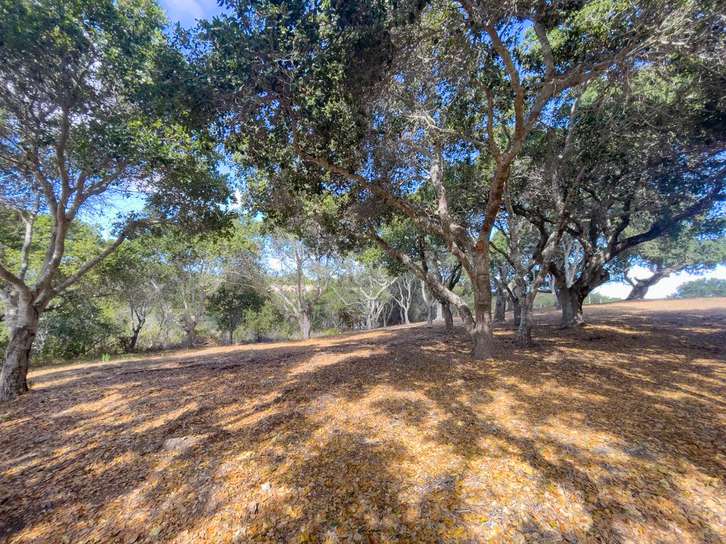 Detail Gallery Image 7 of 22 For 70 Chamisal Pass, Carmel,  CA 93923 - – Beds | – Baths