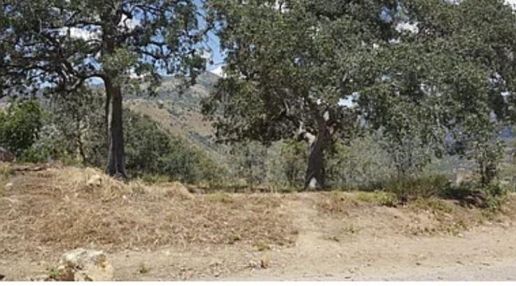 Detail Gallery Image 2 of 2 For 29170 Teresa Spring Rd, Tollhouse,  CA 93667 - – Beds | – Baths