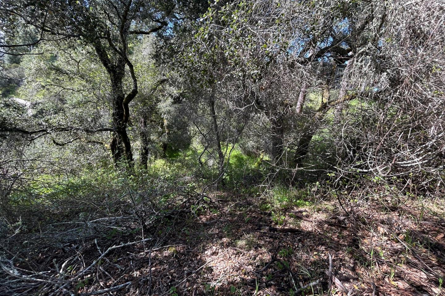 Detail Gallery Image 6 of 7 For 0 Marion Ave, Ben Lomond,  CA 95005 - – Beds | – Baths