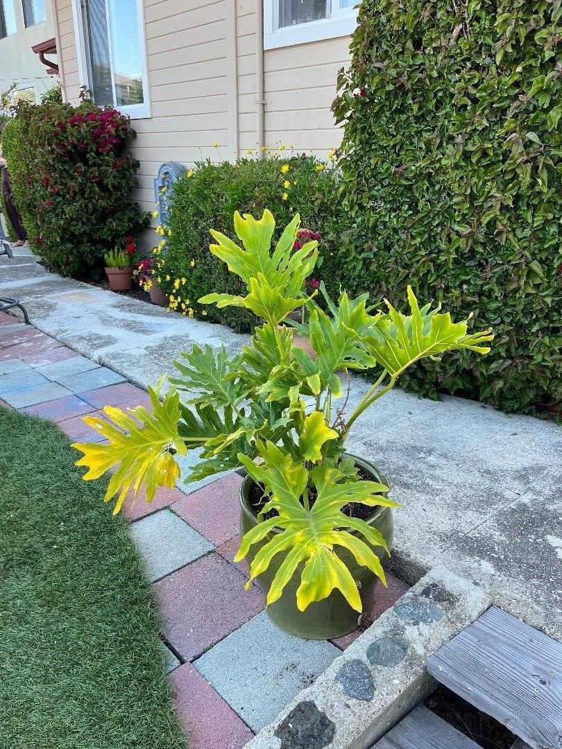 Detail Gallery Image 3 of 20 For 251 Laurel St, Avila Beach,  CA 93424 - 3 Beds | 2 Baths