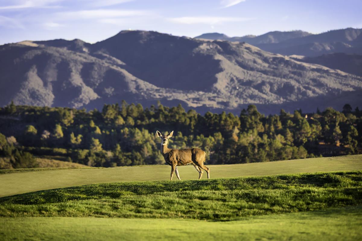 Detail Gallery Image 21 of 30 For 23 Tehama (Homesite 40), Carmel,  CA 93923 - – Beds | – Baths