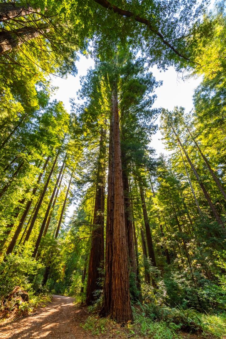 Detail Gallery Image 31 of 35 For 2372 Bean Creek, Scotts Valley,  CA 95066 - – Beds | – Baths