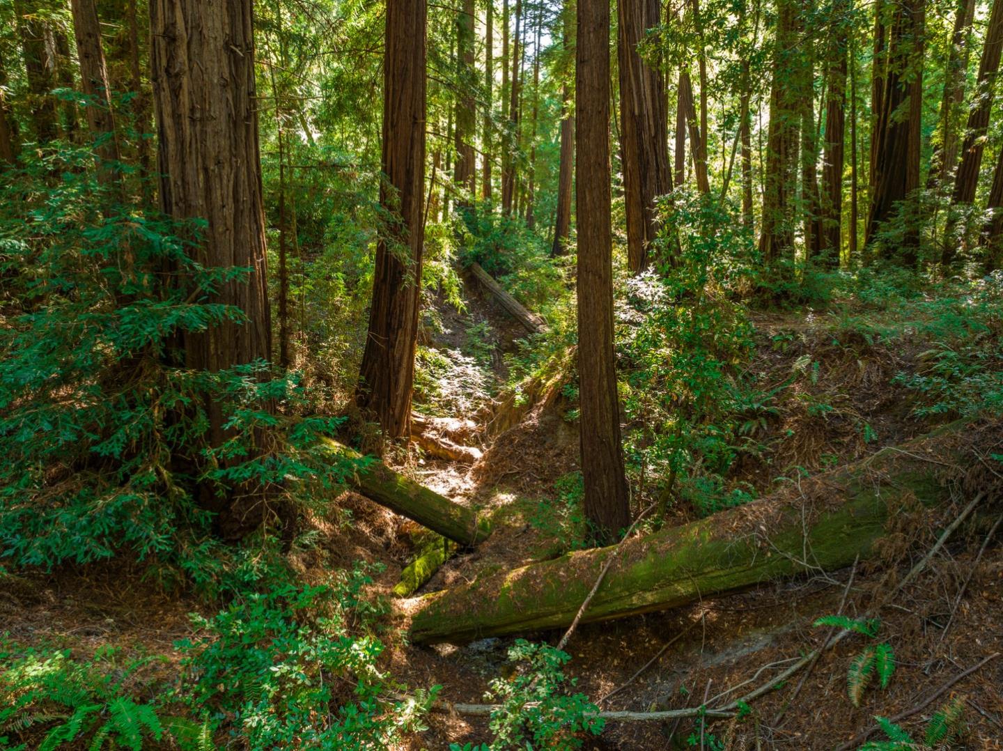 Detail Gallery Image 34 of 35 For 2372 Bean Creek, Scotts Valley,  CA 95066 - – Beds | – Baths