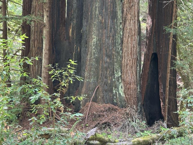 Detail Gallery Image 35 of 35 For 2372 Bean Creek, Scotts Valley,  CA 95066 - – Beds | – Baths