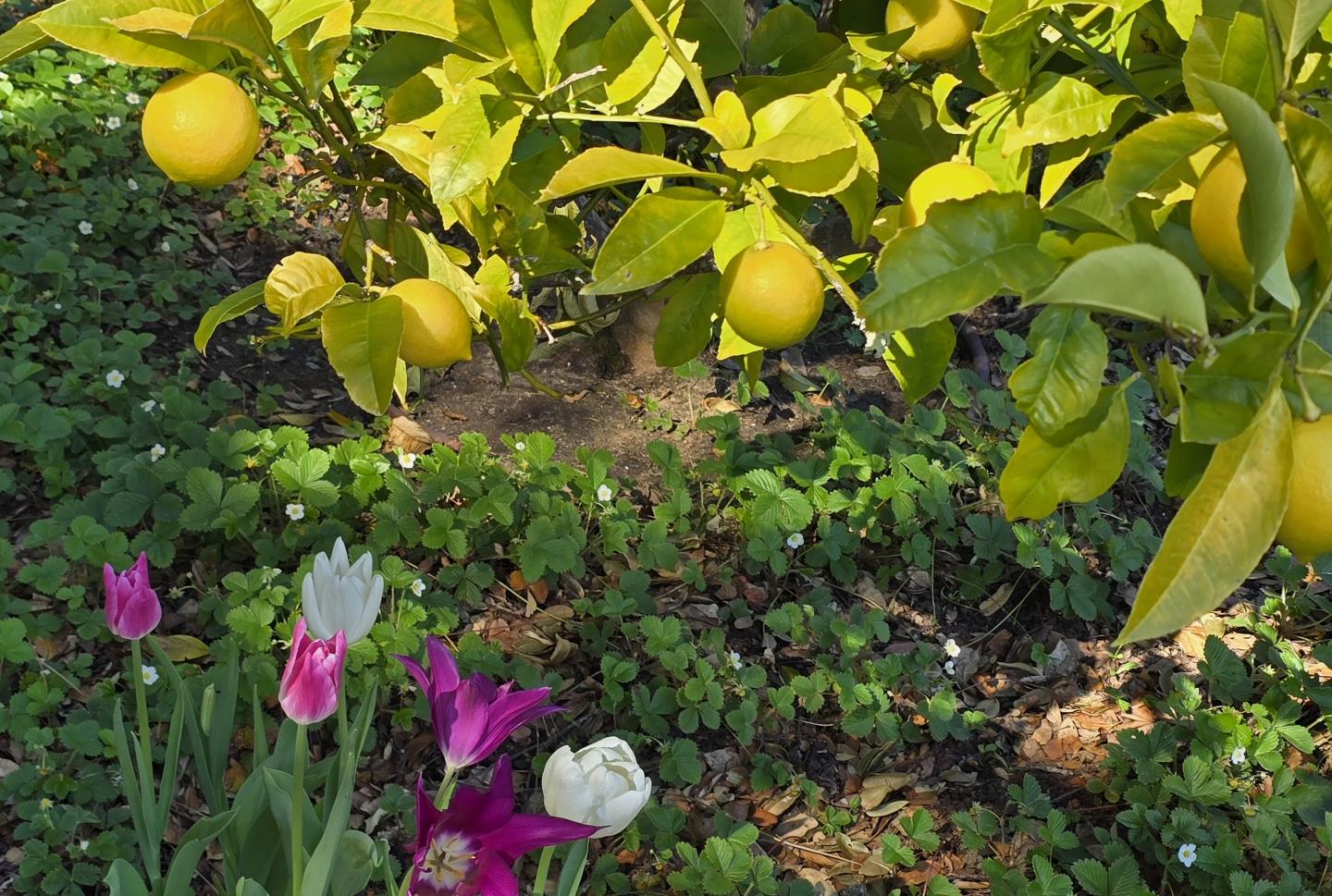 Detail Gallery Image 78 of 95 For 925 Skyward Dr, Aptos,  CA 95003 - 3 Beds | 2/1 Baths