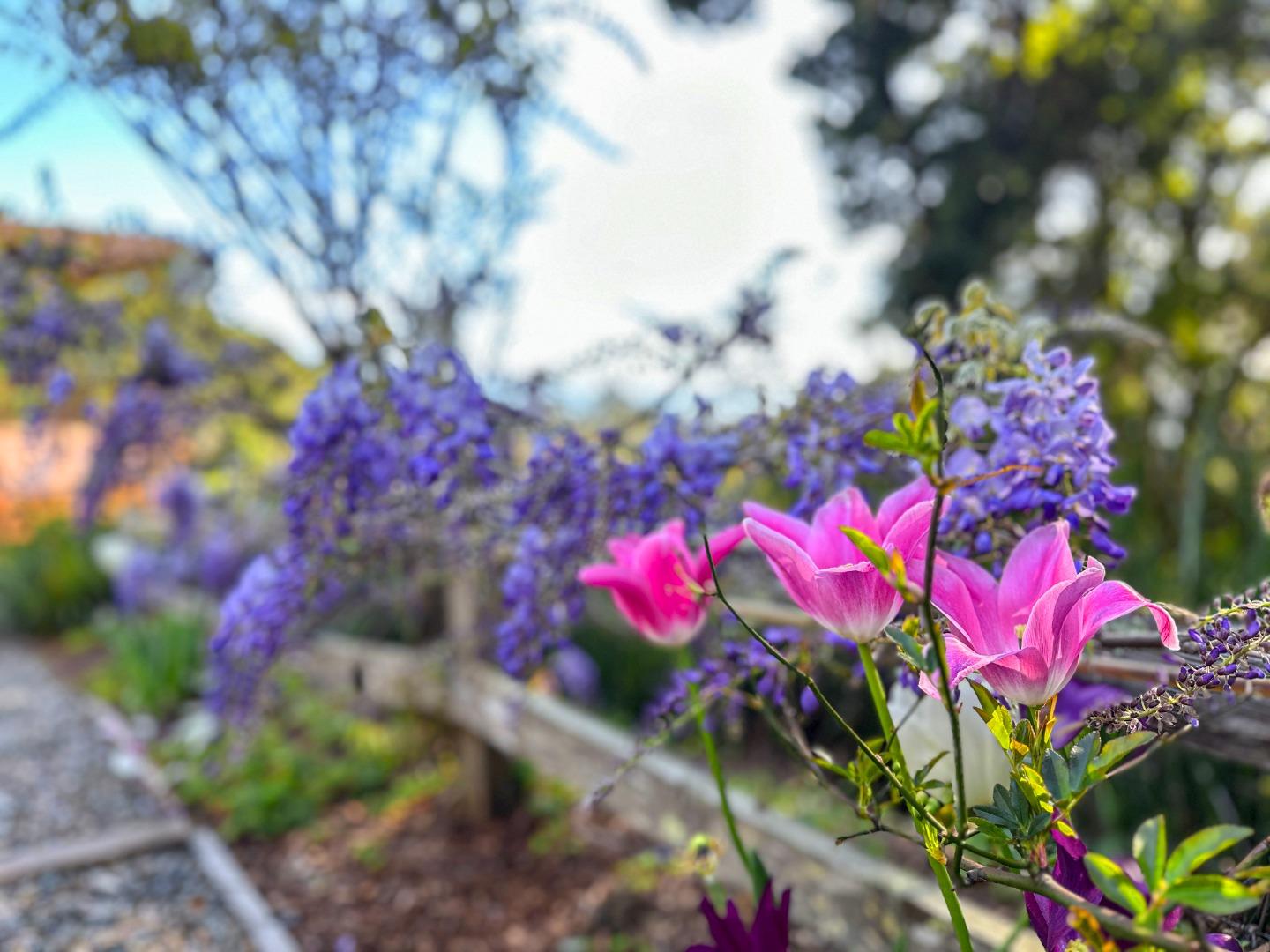 Detail Gallery Image 79 of 95 For 925 Skyward Dr, Aptos,  CA 95003 - 3 Beds | 2/1 Baths