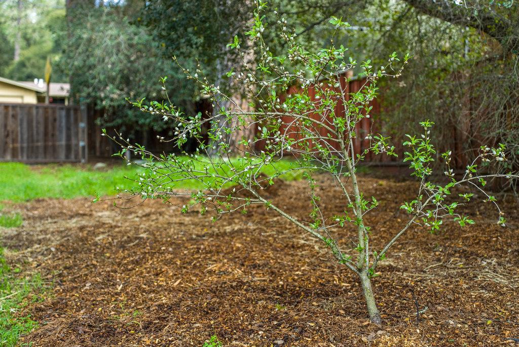 Detail Gallery Image 44 of 55 For 9710 Live Oak Ave, Ben Lomond,  CA 95005 - 3 Beds | 2 Baths