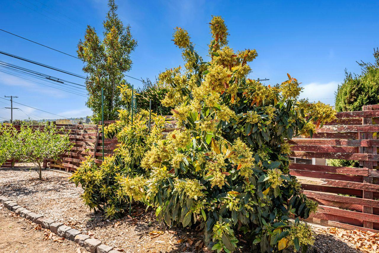 Detail Gallery Image 35 of 35 For 1141 Kains Ave, San Bruno,  CA 94066 - 2 Beds | 1 Baths