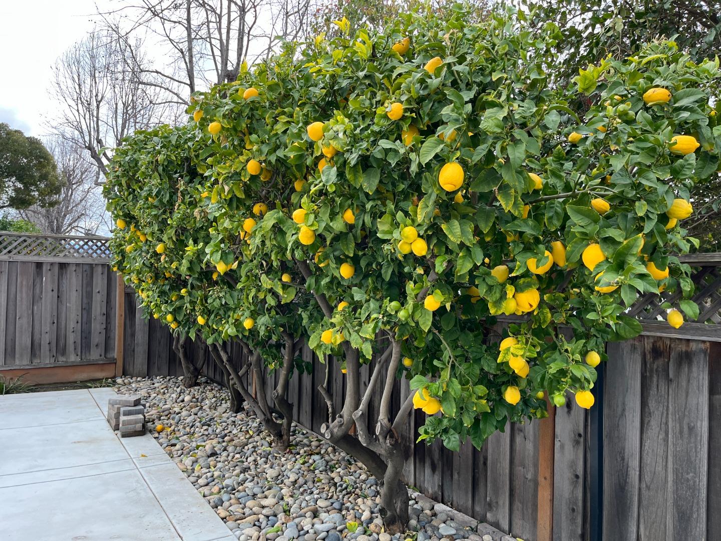 Detail Gallery Image 7 of 13 For 1760 Valpico Dr, San Jose,  CA 95124 - 4 Beds | 2 Baths