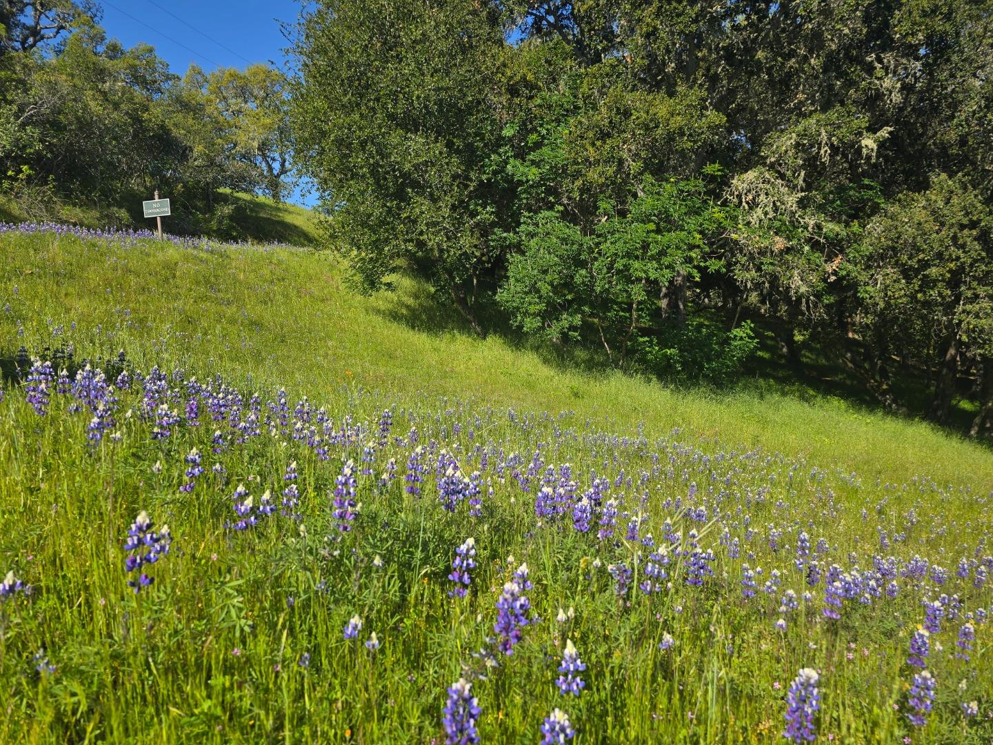 Detail Gallery Image 21 of 28 For 16 Sleepy Hollow Drive, Carmel Valley,  CA 93924 - – Beds | – Baths