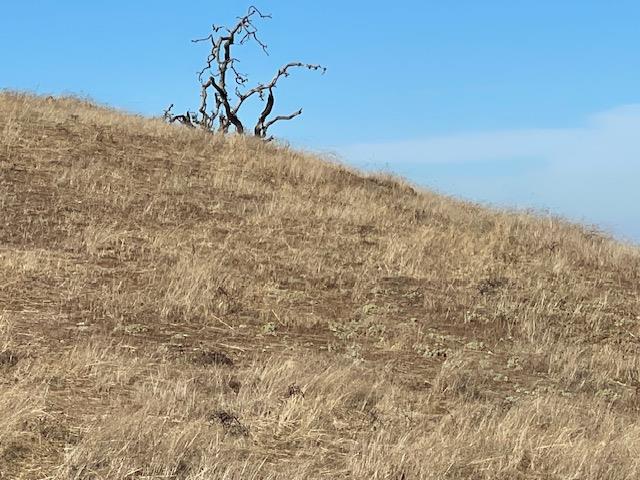 Detail Gallery Image 9 of 12 For 0000 Felter Rd, San Jose,  CA 95132 - – Beds | – Baths