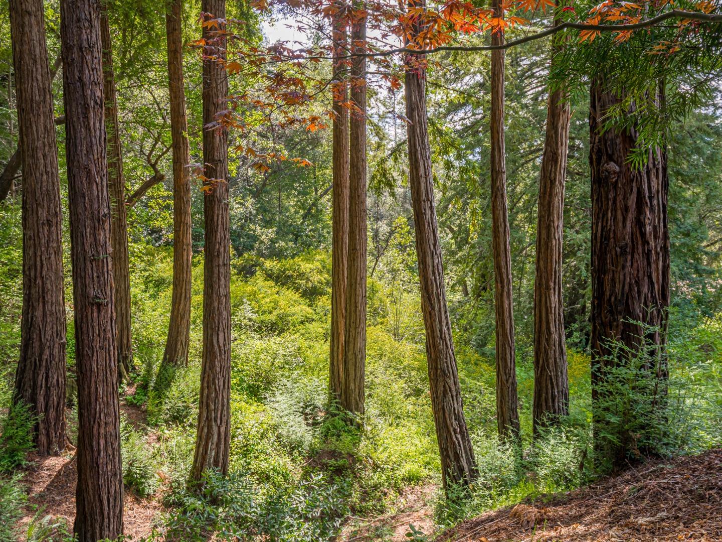 Detail Gallery Image 51 of 66 For 280 Zayante School Rd, Felton,  CA 95018 - 3 Beds | 2 Baths