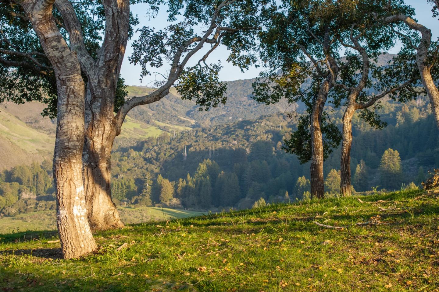 Detail Gallery Image 9 of 25 For 17 Rancho San Carlos Road (Lot 4), Carmel,  CA 93923 - – Beds | – Baths