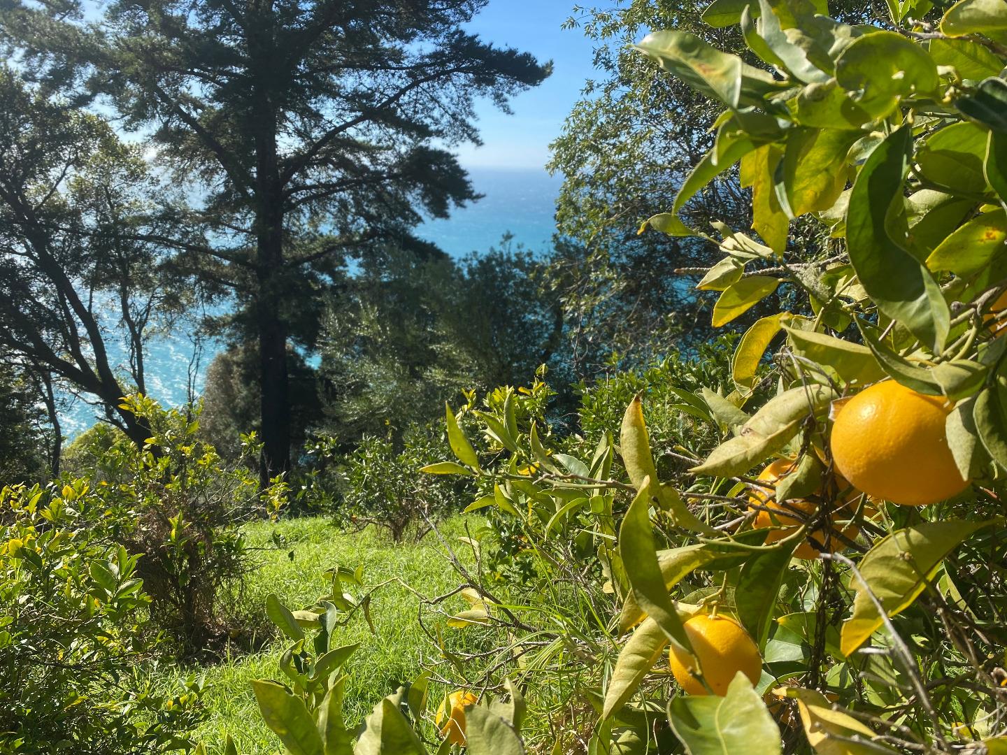 Detail Gallery Image 20 of 26 For 51404 Partington Ridge Rd, Big Sur,  CA 93920 - 1 Beds | 1 Baths