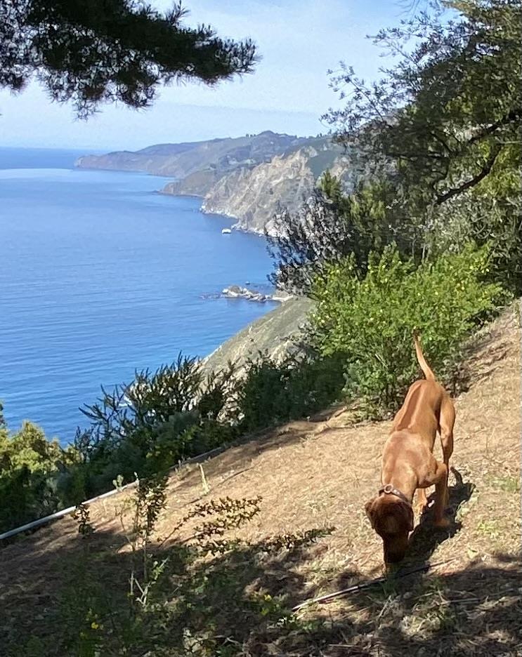 Detail Gallery Image 24 of 26 For 51404 Partington Ridge Rd, Big Sur,  CA 93920 - 1 Beds | 1 Baths