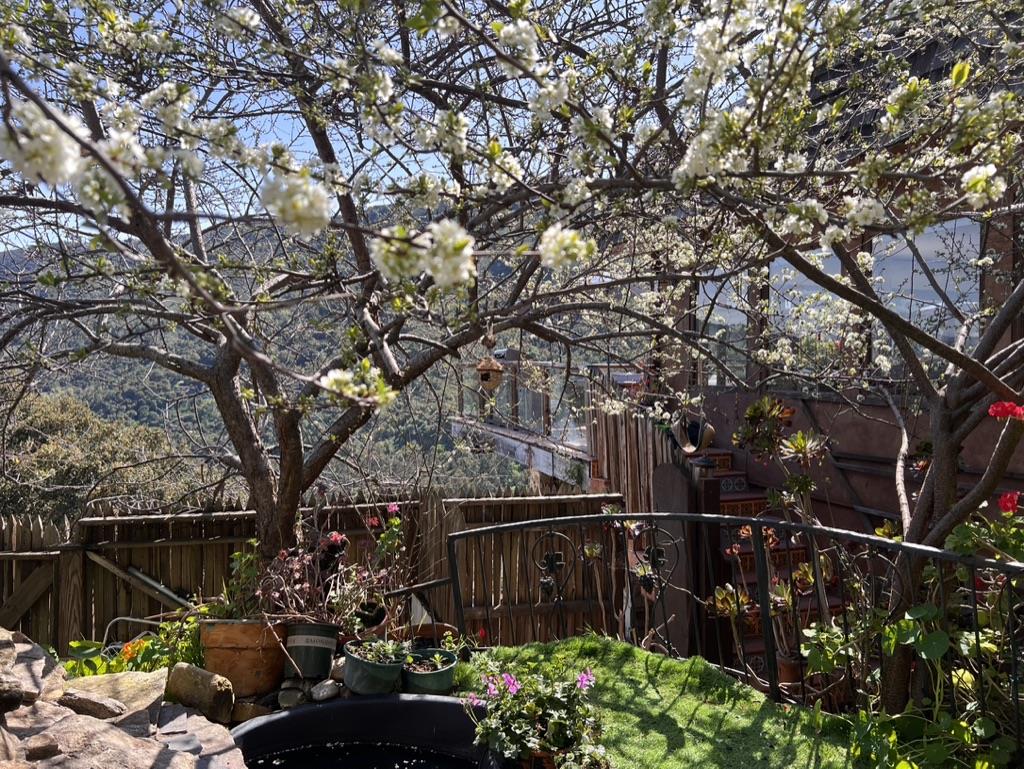 Detail Gallery Image 11 of 58 For 11565 Rancho Fiesta Rd, Carmel Valley,  CA 93924 - 2 Beds | 1 Baths