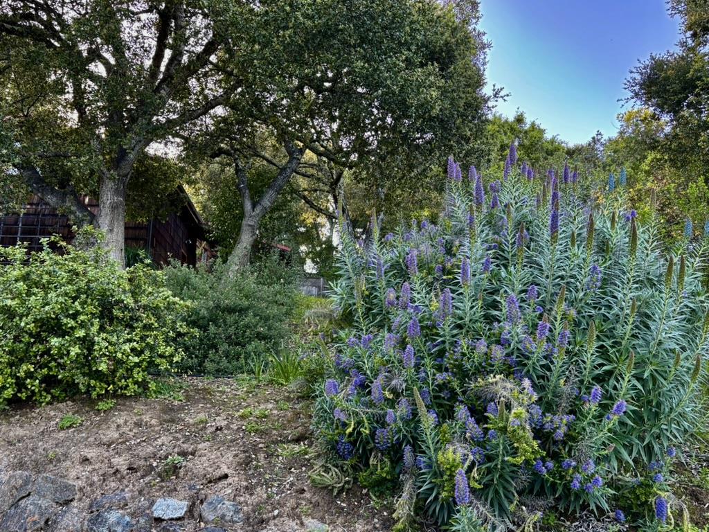 Detail Gallery Image 25 of 29 For 108 Santa Maria Ave, Portola Valley,  CA 94028 - 3 Beds | 2 Baths