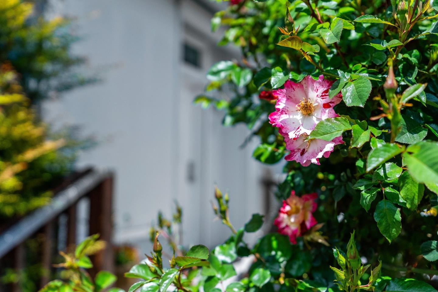 Detail Gallery Image 31 of 34 For 444 Whispering Pines #130,  Scotts Valley,  CA 95066 - 3 Beds | 2 Baths
