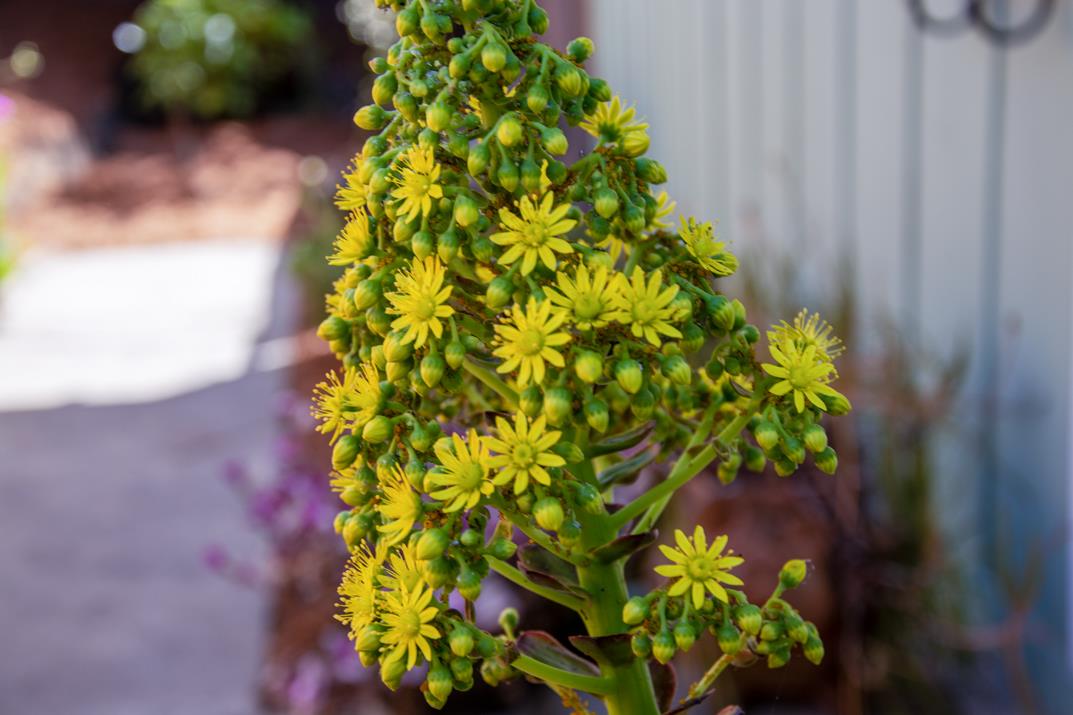 Detail Gallery Image 43 of 50 For 311 Mar Vista Ave, Aptos,  CA 95003 - 2 Beds | 1 Baths