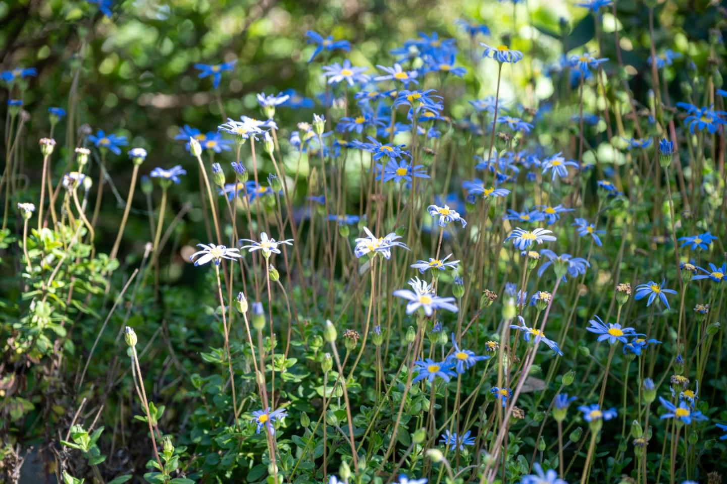 Detail Gallery Image 5 of 53 For 0 4th Avenue 2 Sw of Randall Way, Carmel,  CA 93921 - 3 Beds | 2 Baths