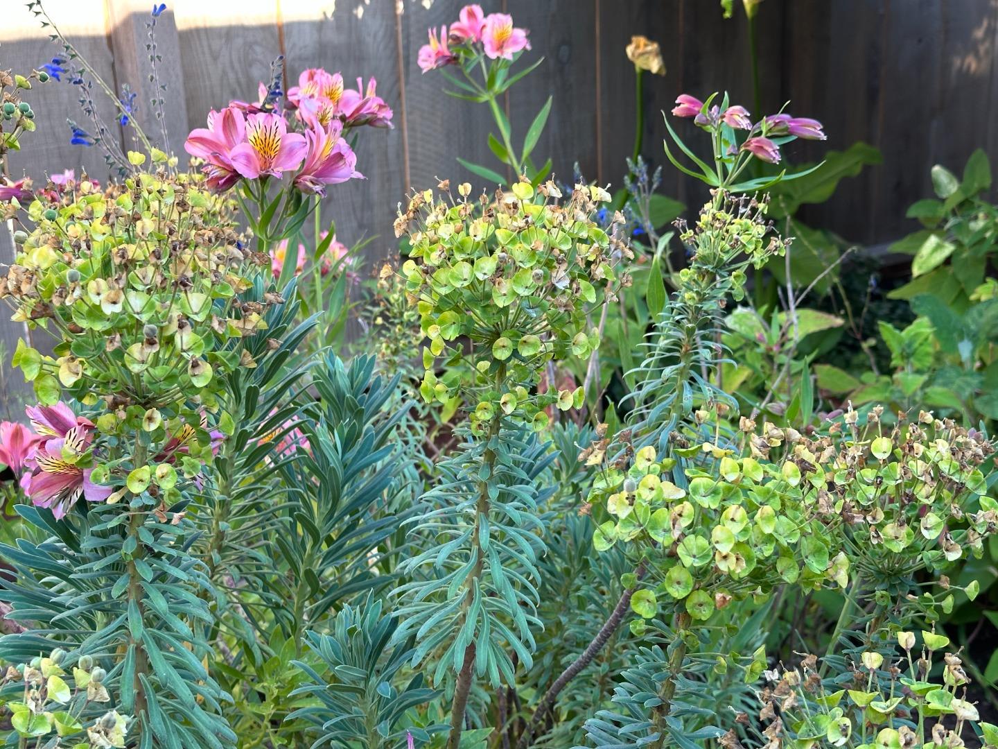 Detail Gallery Image 31 of 39 For 3483 Ocean Ave, Carmel,  CA 93923 - 2 Beds | 2 Baths