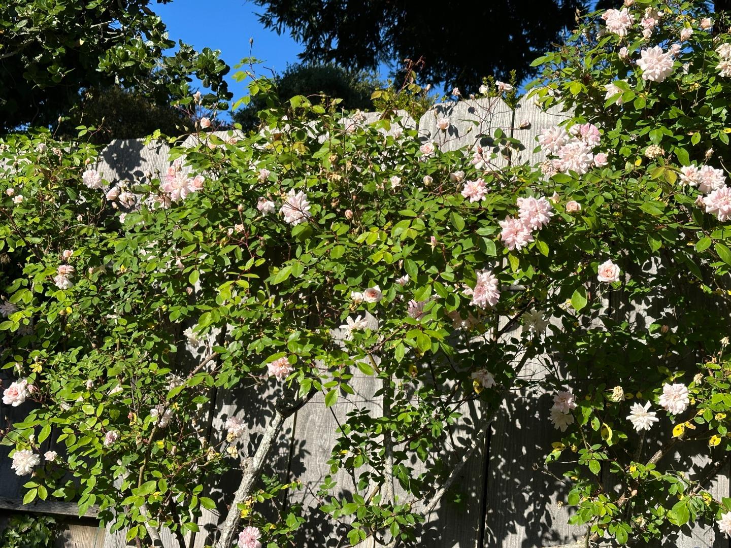 Detail Gallery Image 37 of 39 For 3483 Ocean Ave, Carmel,  CA 93923 - 2 Beds | 2 Baths