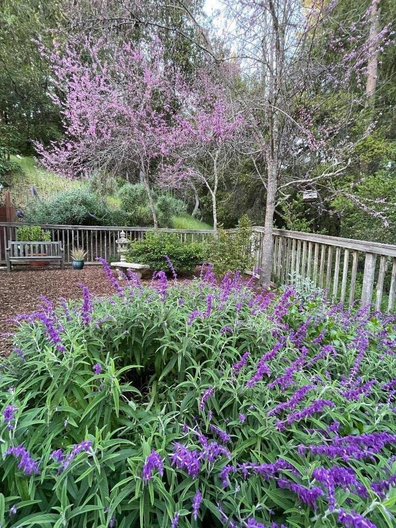 Detail Gallery Image 51 of 75 For 305 Mountain View Rd, Santa Cruz,  CA 95065 - 5 Beds | 3/1 Baths