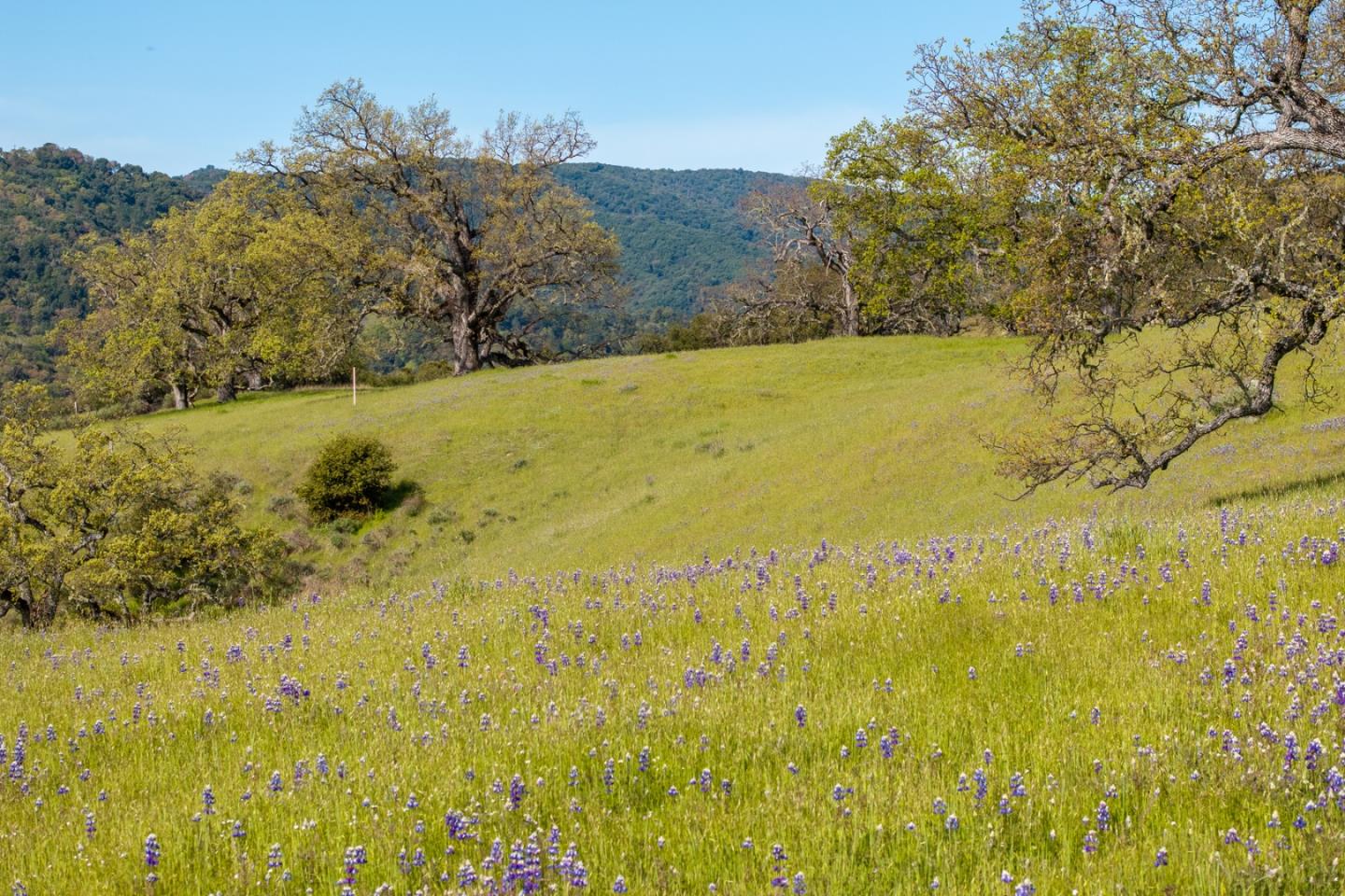 Detail Gallery Image 10 of 25 For 16 Long Ridge (Lot 233) Trl, Carmel,  CA 93923 - – Beds | – Baths