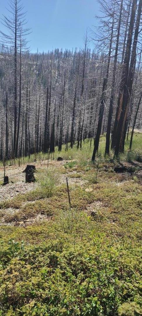 Detail Gallery Image 2 of 4 For 5406 Wooded Glen Dr, Grizzly Flats,  CA 95636 - – Beds | – Baths