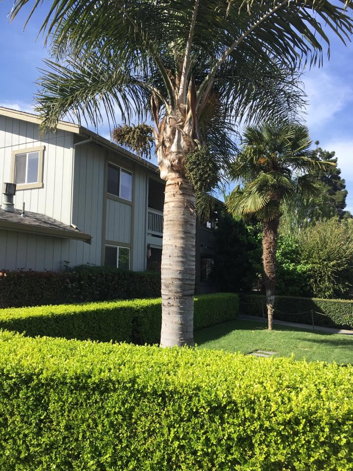 Detail Gallery Image 3 of 20 For 1270 Civic Center Dr, Santa Clara,  CA 95050 - – Beds | – Baths