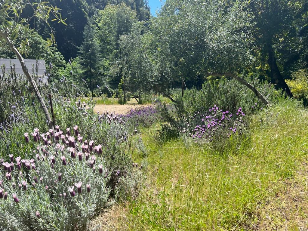 Detail Gallery Image 17 of 24 For 1385 Amaya Ridge Rd, Soquel,  CA 95073 - – Beds | – Baths
