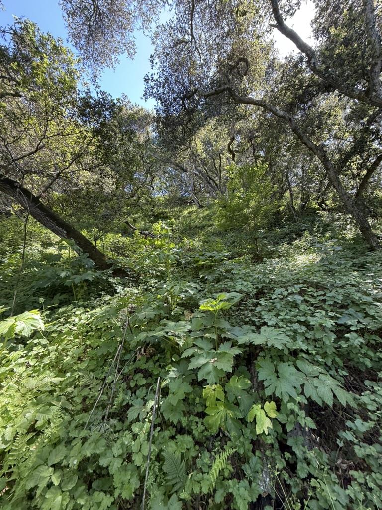 Detail Gallery Image 4 of 5 For 0 Bartlett Way, Belmont,  CA 94002 - – Beds | – Baths