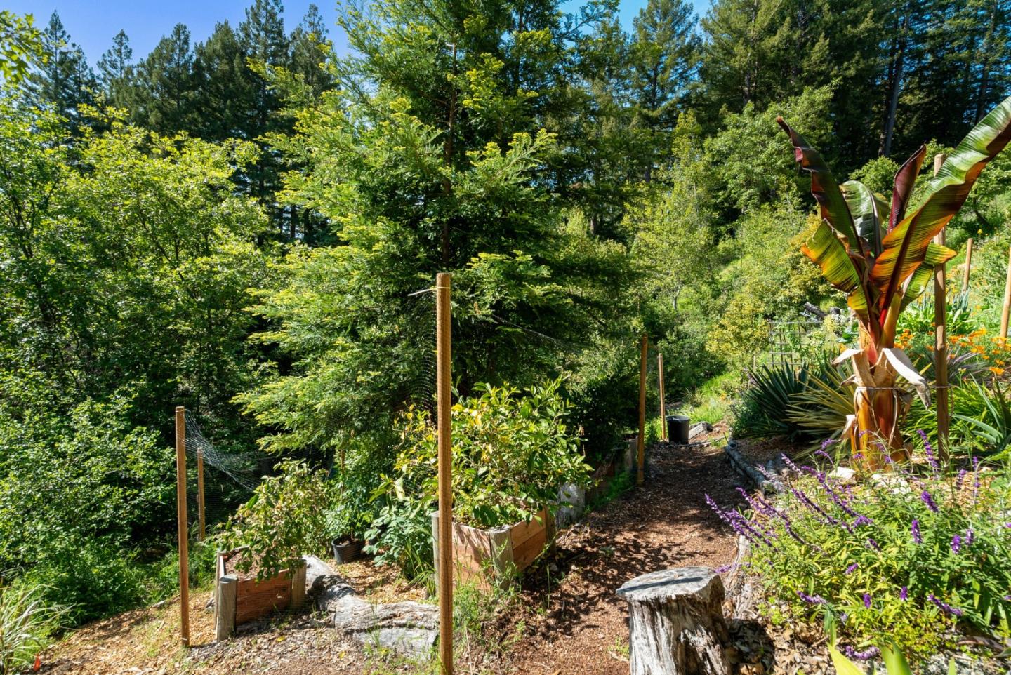 Detail Gallery Image 54 of 64 For 24101 Mountain Charlie Road, Los Gatos,  CA 95033 - 4 Beds | 3/2 Baths