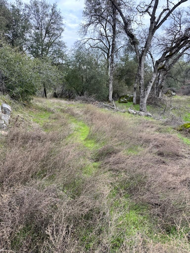Detail Gallery Image 15 of 15 For 4822 Indian Peaks Rd, Mariposa,  CA 95338 - – Beds | – Baths