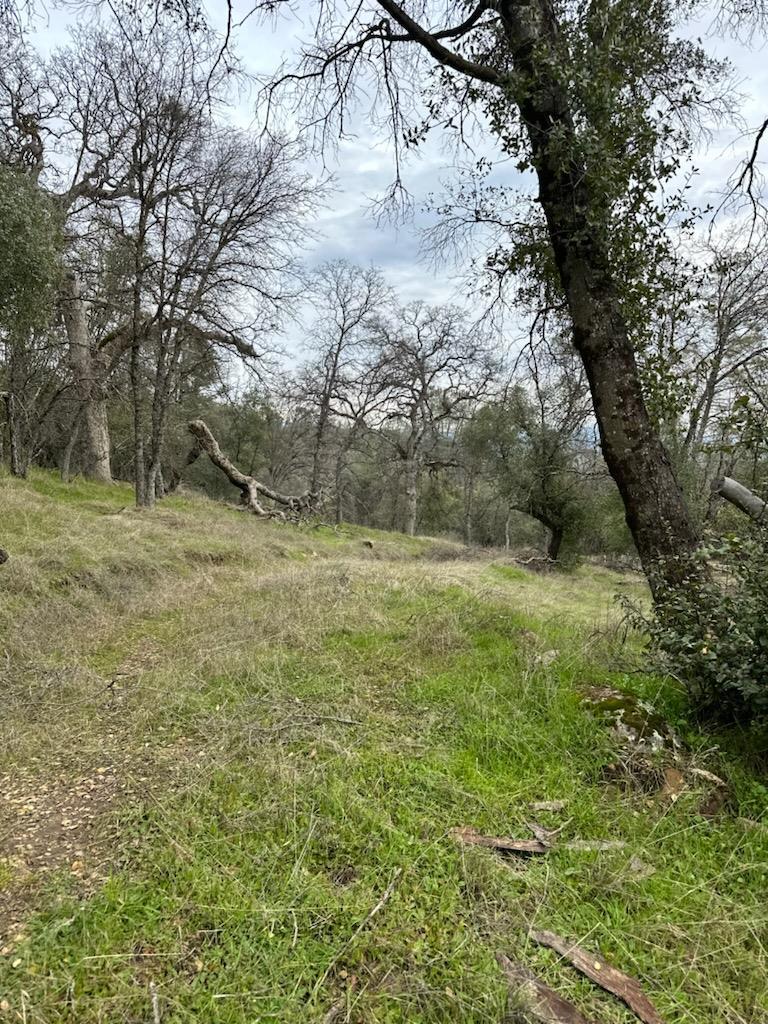 Detail Gallery Image 8 of 15 For 4822 Indian Peaks Rd, Mariposa,  CA 95338 - – Beds | – Baths